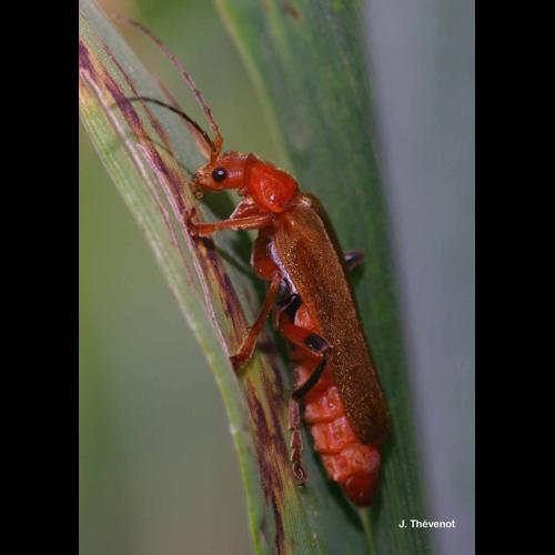 <i>Cantharis livida</i> Linnaeus, 1758 &copy; J. Thévenot