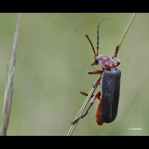 <i>Cantharis rustica</i> Fallén, 1807 © J. Touroult