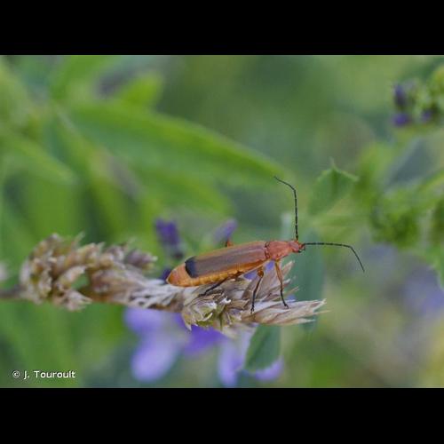 <i>Rhagonycha fulva</i> (Scopoli, 1763) © J. Touroult