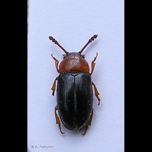 <i>Triplax melanocephala</i> (Latreille, 1804) © B. Calmont