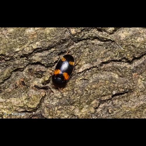 <i>Mycetophagus quadripustulatus</i> (Linnaeus, 1761) © J. Touroult