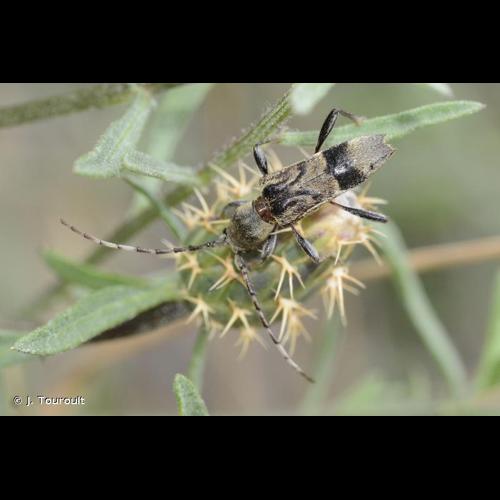<i>Anaglyptus gibbosus</i> (Fabricius, 1787) © J. Touroult