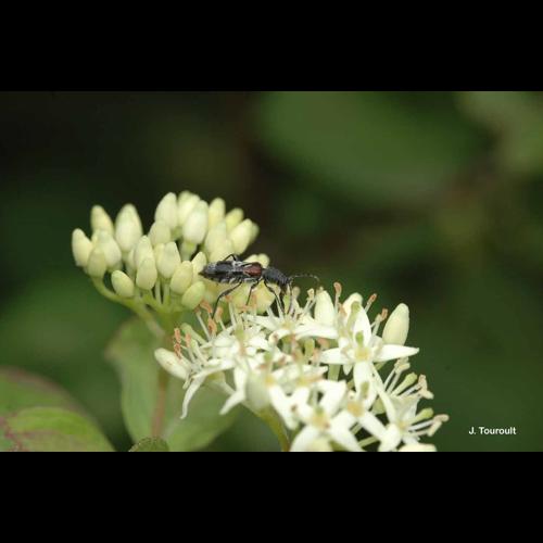 <i>Anaglyptus mysticus</i> (Linnaeus, 1758) © J. Touroult