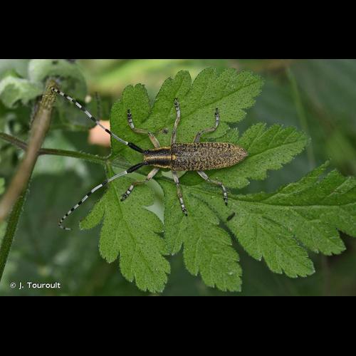 <i>Agapanthia villosoviridescens</i> (De Geer, 1775) © J. Touroult