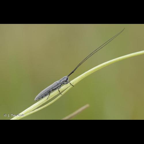 <i>Calamobius filum</i> (Rossi, 1790) © J. Touroult