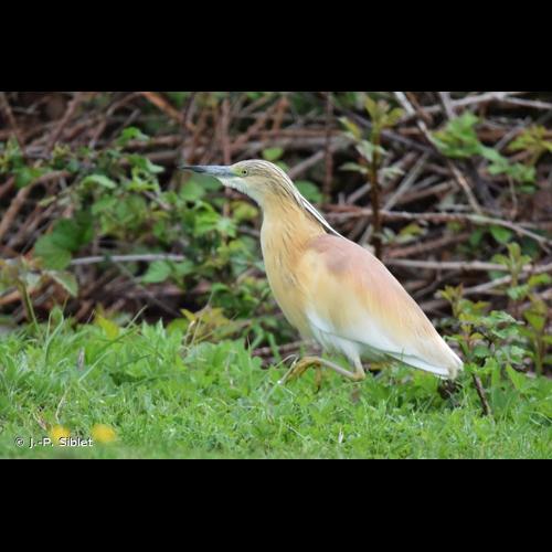 <i>Ardeola ralloides</i> (Scopoli, 1769) &copy; J.-P. Siblet