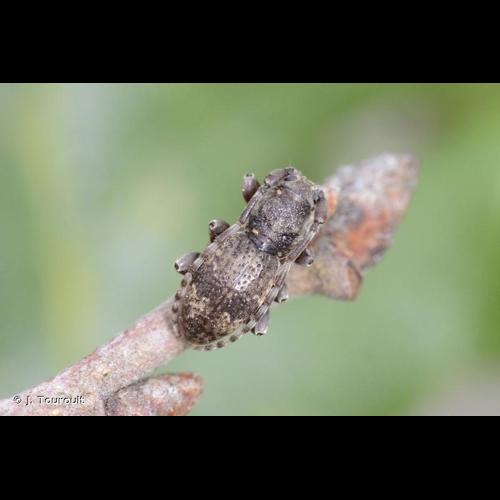 <i>Parmena balteus</i> (Linnaeus, 1767) &copy; J. Touroult