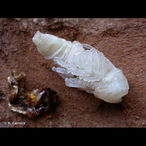 <i>Morimus asper</i> (Sulzer, 1776) &copy; B. Calmont