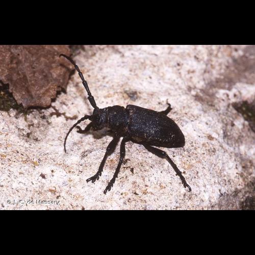 <i>Lamia textor</i> (Linnaeus, 1758) &copy; J.-C. de Massary