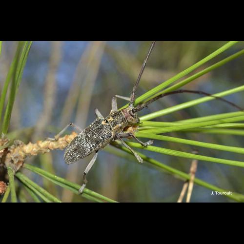 <i>Monochamus galloprovincialis</i> (Olivier, 1795) © J. Touroult