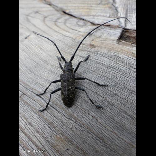 <i>Monochamus sutor</i> (Linnaeus, 1758) © A. Horellou