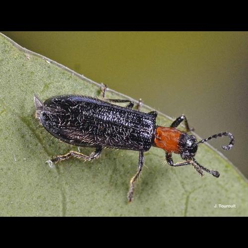 <i>Tillus elongatus</i> (Linnaeus, 1758) © J. Touroult