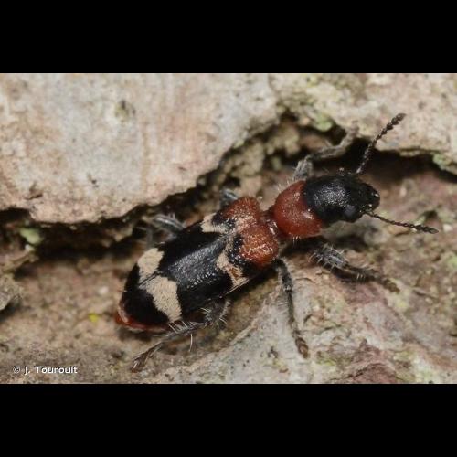 <i>Thanasimus formicarius</i> (Linnaeus, 1758) © J. Touroult