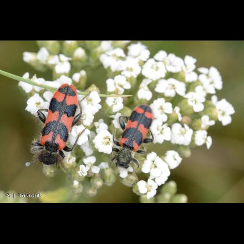 <i>Trichodes alvearius</i> (Fabricius, 1792) © J. Touroult