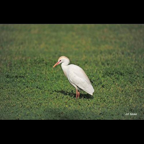 <i>Bubulcus ibis</i> (Linnaeus, 1758) © J.P. Siblet