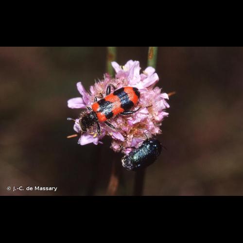 <i>Trichodes apiarius</i> (Linnaeus, 1758) © J.-C. de Massary