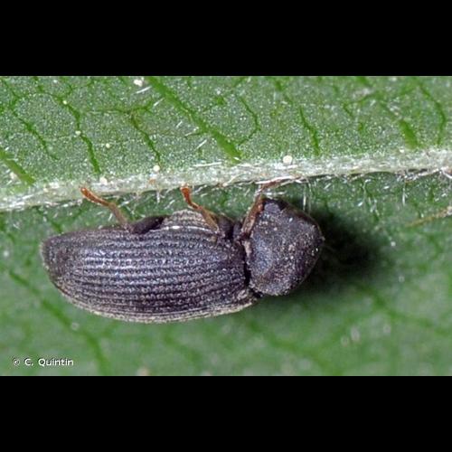 <i>Anobium punctatum</i> (De Geer, 1774) © C. Quintin