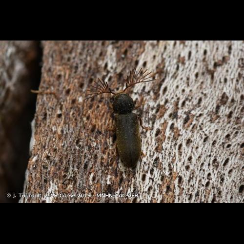 <i>Ptilinus pectinicornis</i> (Linnaeus, 1758) © J. Touroult - LPR Corse 2019 - MNHN-CdC-AFB