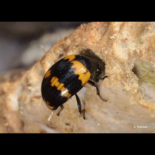 <i>Diaperis boleti</i> (Linnaeus, 1758) &copy; J. Touroult