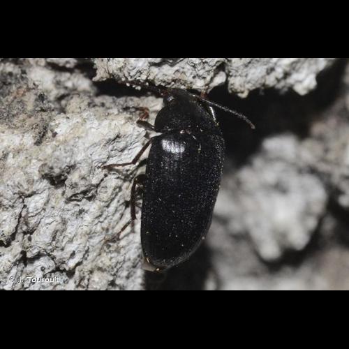 <i>Prionychus ater</i> (Fabricius, 1775) © J. Touroult