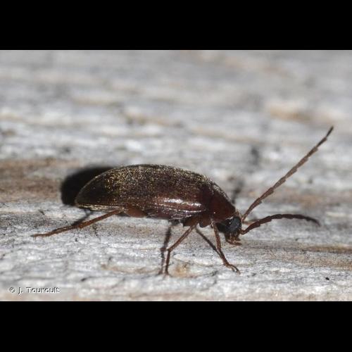 <i>Hymenalia rufipes</i> (Fabricius, 1792) © J. Touroult