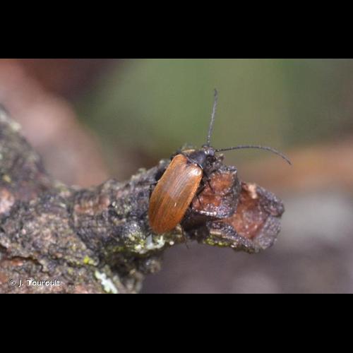 <i>Pseudocistela ceramboides</i> (Linnaeus, 1758) © J. Touroult