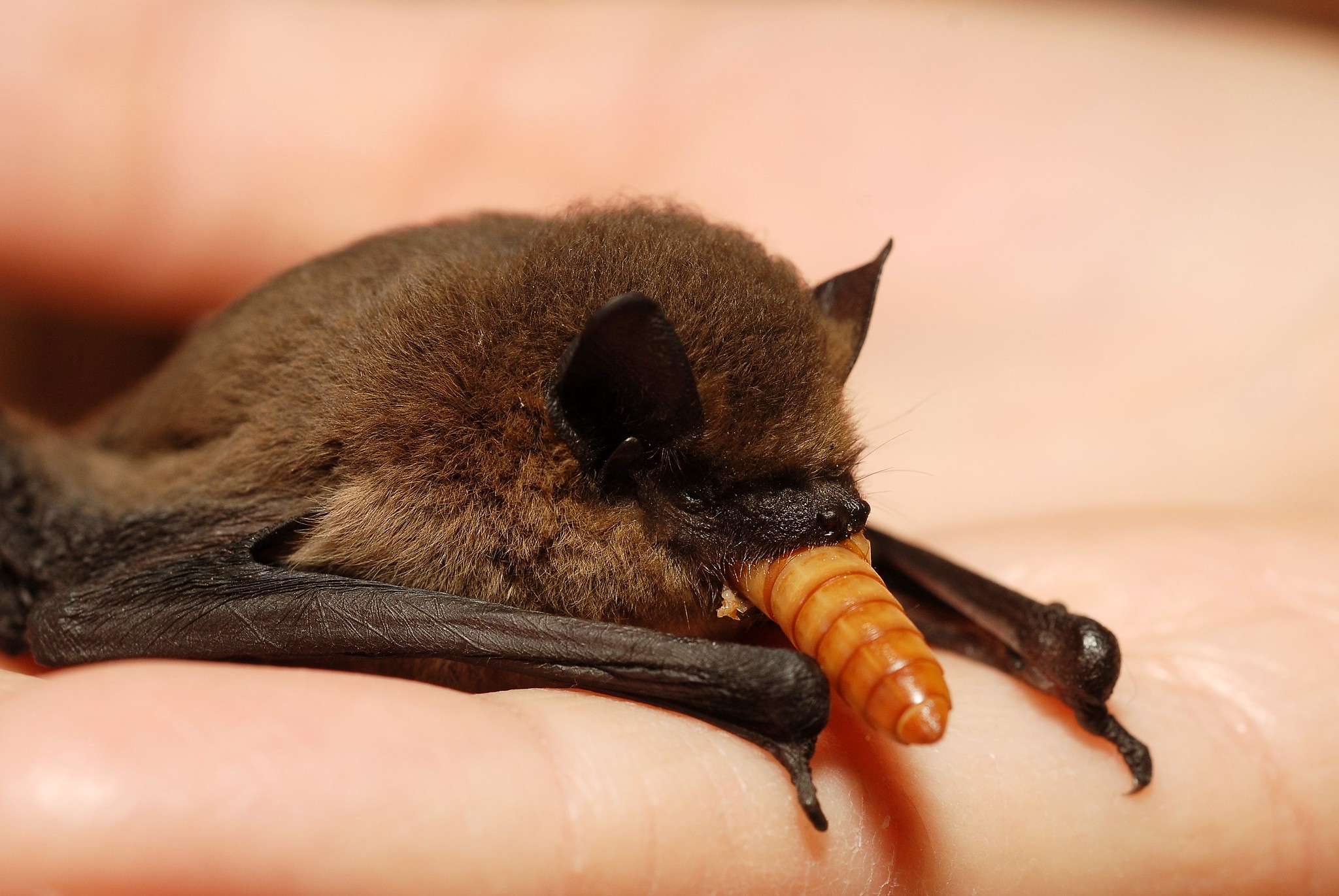 <i>Pipistrellus pipistrellus</i> (Schreber, 1774) &copy; Gilles San Martin