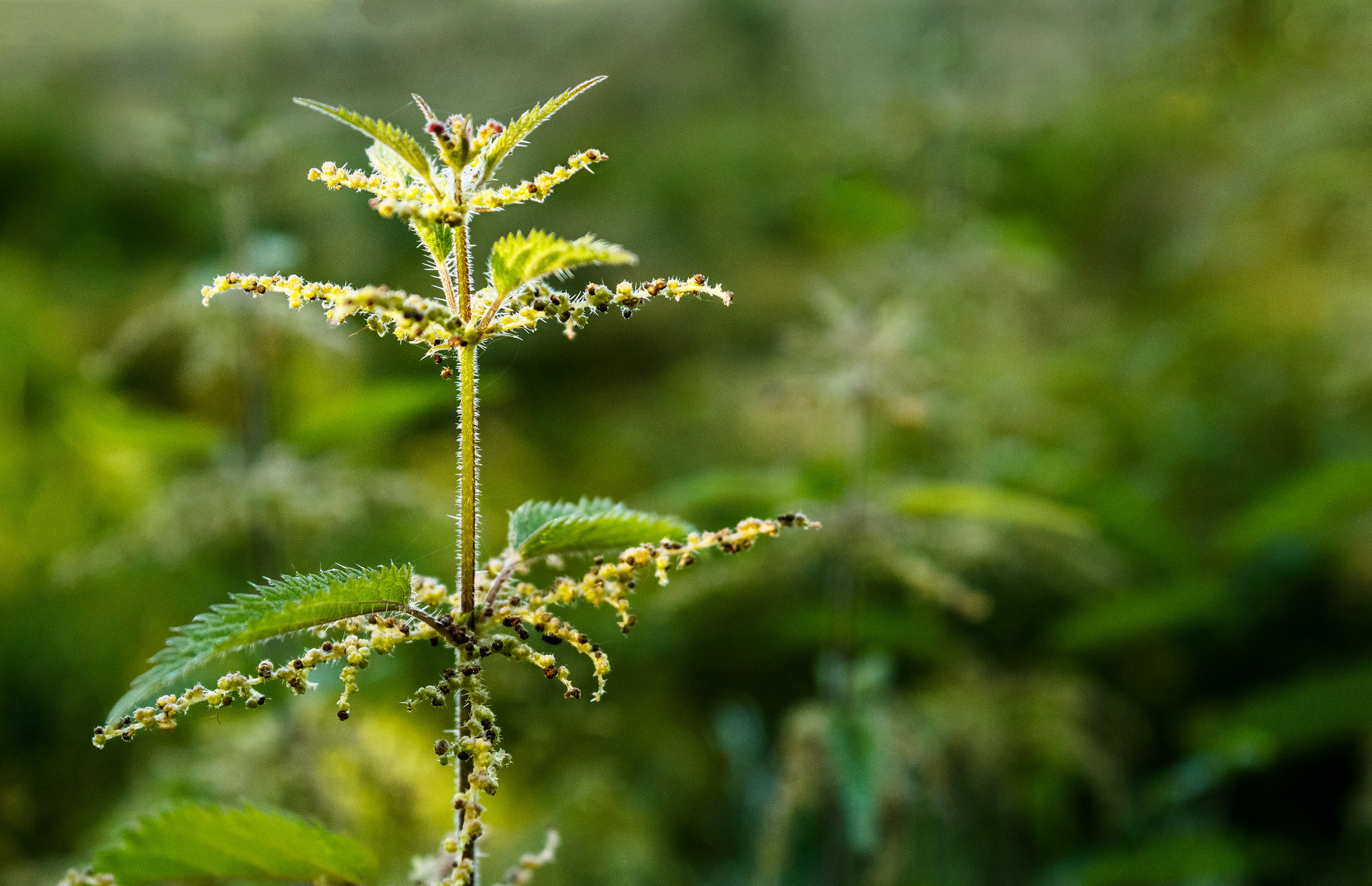 <i>Urtica dioica<i> L., 1753 © Ann-Sophie Qvarnström
