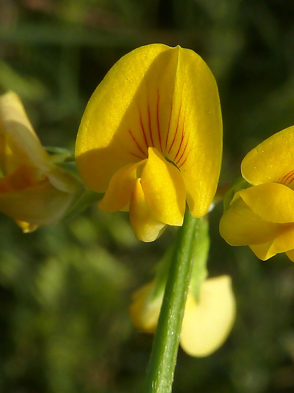 <i>Scorpiurus subvillosus<i> L., 1753 &copy; Philmarin