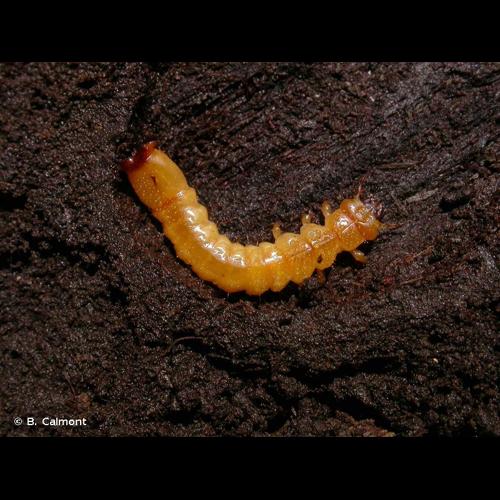 <i>Pyrochroa coccinea</i> (Linnaeus, 1761) © B. Calmont