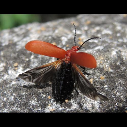 <i>Pyrochroa serraticornis</i> (Scopoli, 1763) &copy; L. Poncet