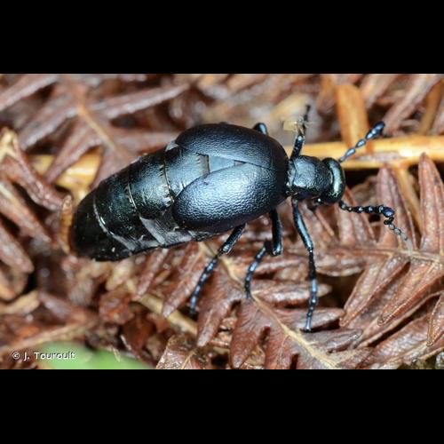 <i>Meloe proscarabaeus</i> Linnaeus, 1758 © J. Touroult