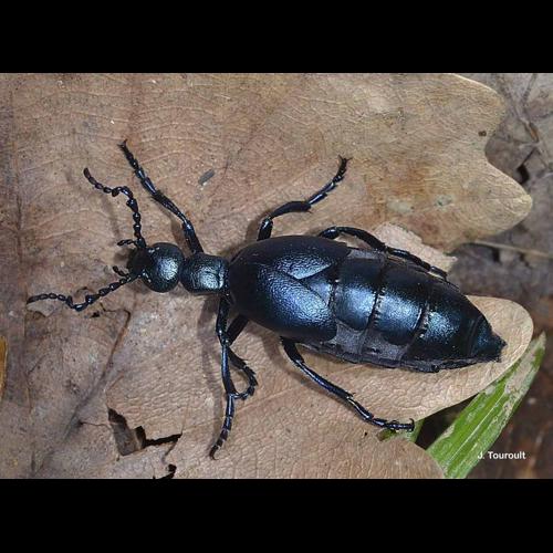 <i>Meloe violaceus</i> Marsham, 1802 &copy; J. Touroult
