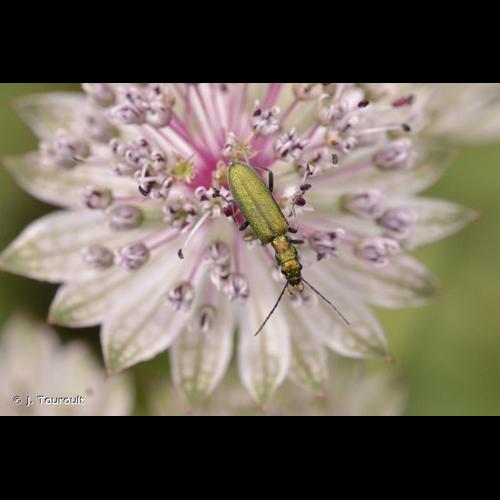 <i>Chrysanthia viridissima</i> (Linnaeus, 1758) © J. Touroult