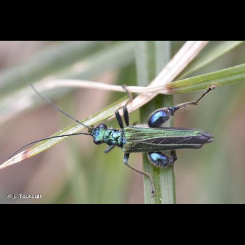<i>Oedemera nobilis</i> (Scopoli, 1763) &copy; J. Touroult
