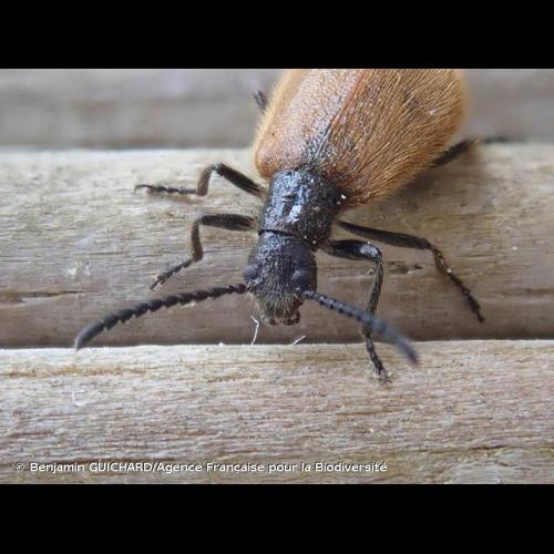 <i>Lagria hirta</i> (Linnaeus, 1758) © Benjamin GUICHARD/Agence Française pour la Biodiversité