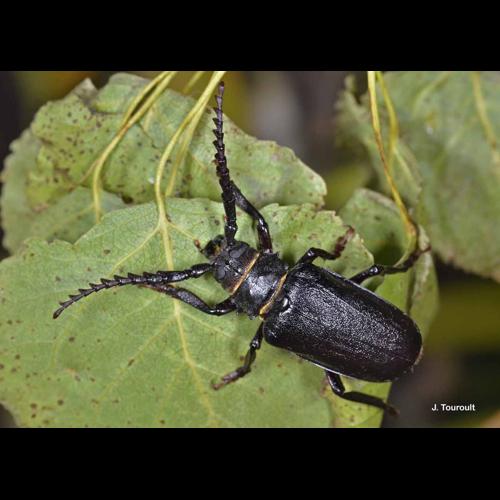 <i>Prionus coriarius</i> (Linnaeus, 1758) © J. Touroult