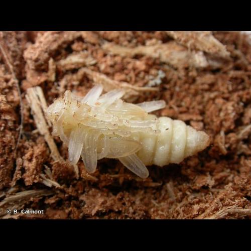 <i>Rhagium bifasciatum</i> Fabricius, 1775 &copy; B. Calmont