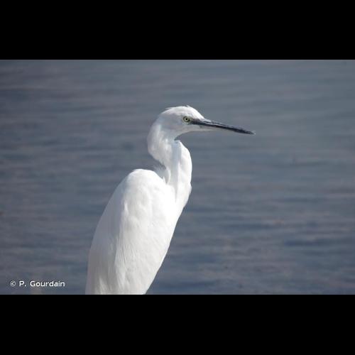 <i>Egretta garzetta</i> (Linnaeus, 1766) © P. Gourdain