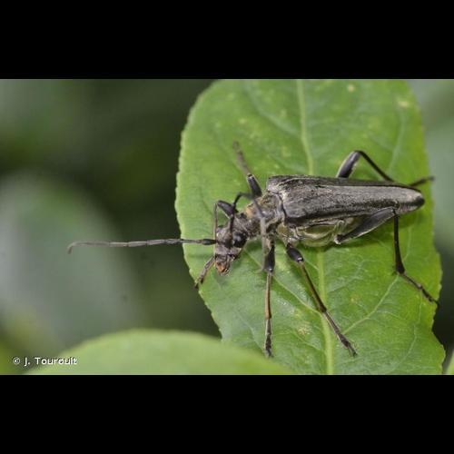 <i>Stenocorus meridianus</i> (Linnaeus, 1758) © J. Touroult