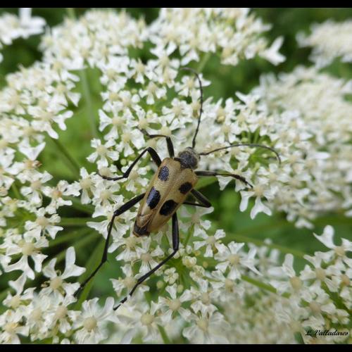 <i>Pachyta quadrimaculata</i> (Linnaeus, 1758) © NULL