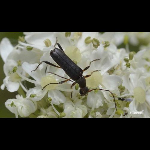 <i>Grammoptera ruficornis</i> (Fabricius, 1781) © J. Touroult