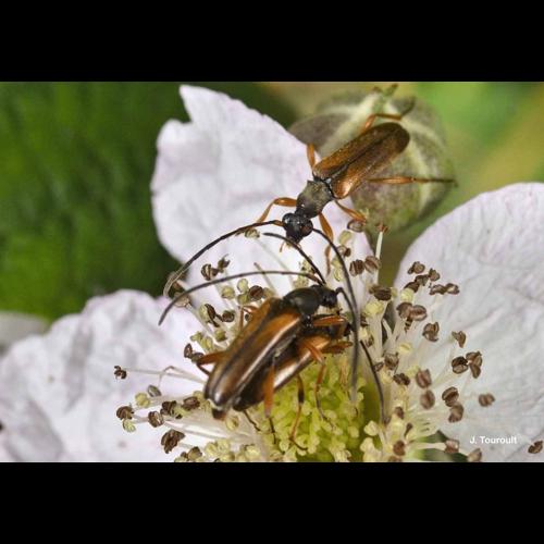 <i>Alosterna tabacicolor</i> (De Geer, 1775) &copy; J. Touroult