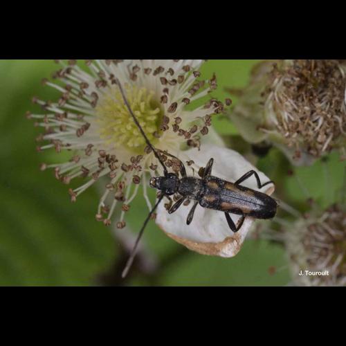 <i>Anoplodera sexguttata</i> (Fabricius, 1775) © J. Touroult