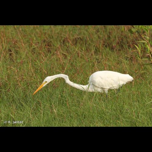 <i>Ardea alba</i> Linnaeus, 1758 © R. Jantot