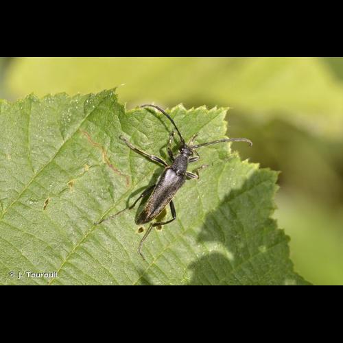 <i>Leptura aethiops</i> Poda, 1761 © J. Touroult