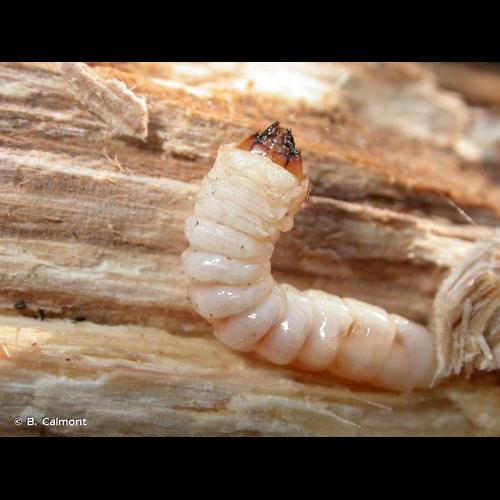 <i>Leptura aurulenta</i> Fabricius, 1792 &copy; B. Calmont