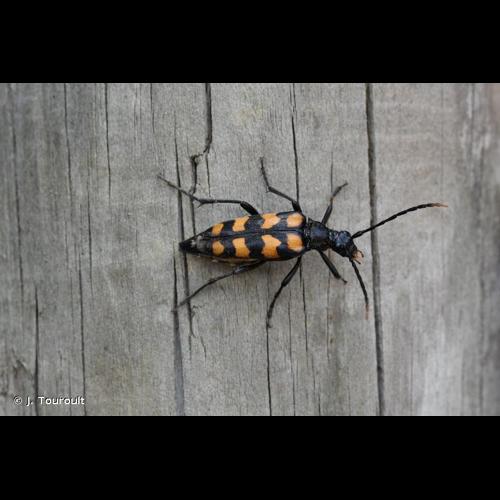 <i>Leptura quadrifasciata</i> Linnaeus, 1758 © J. Touroult