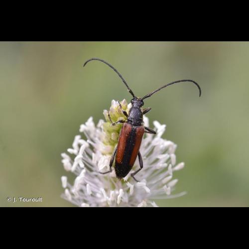 <i>Stenurella melanura</i> (Linnaeus, 1758) © J. Touroult
