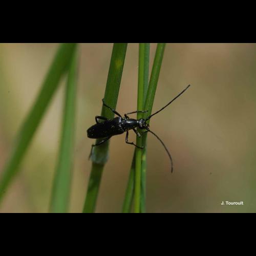 <i>Rutpela nigra</i> (Linnaeus, 1758) © J. Touroult